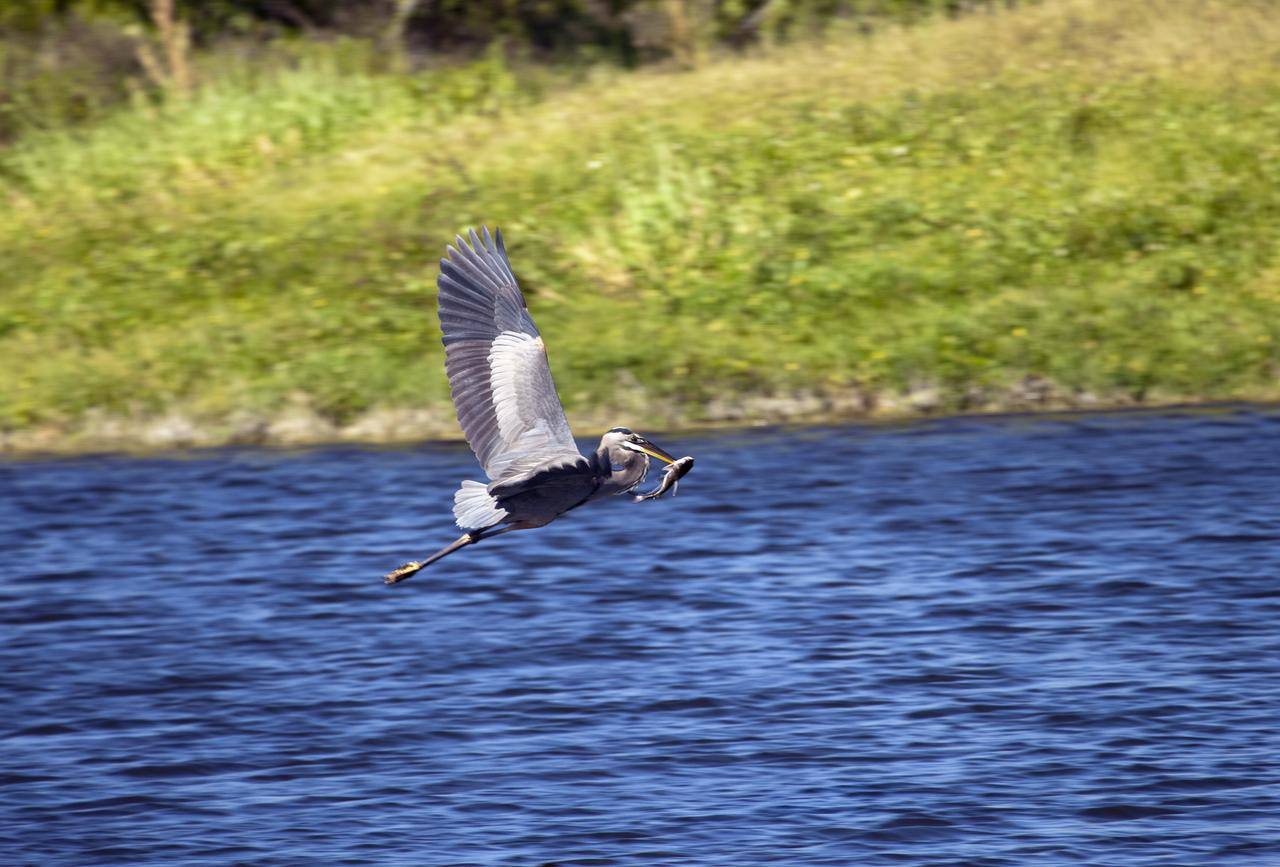 KSC WILDLIFE - ALLIGATORS & BIRDS
