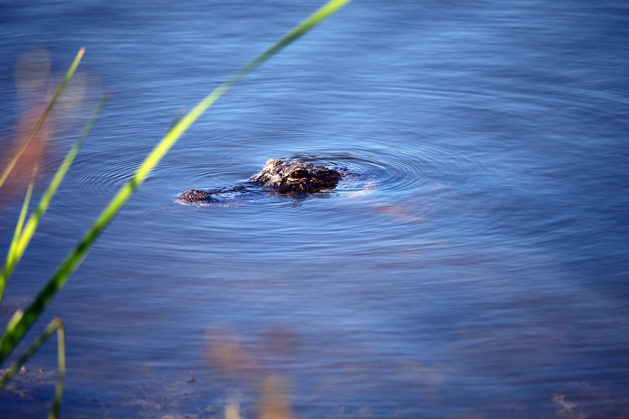 KSC WILDLIFE - ALLIGATORS & BIRDS