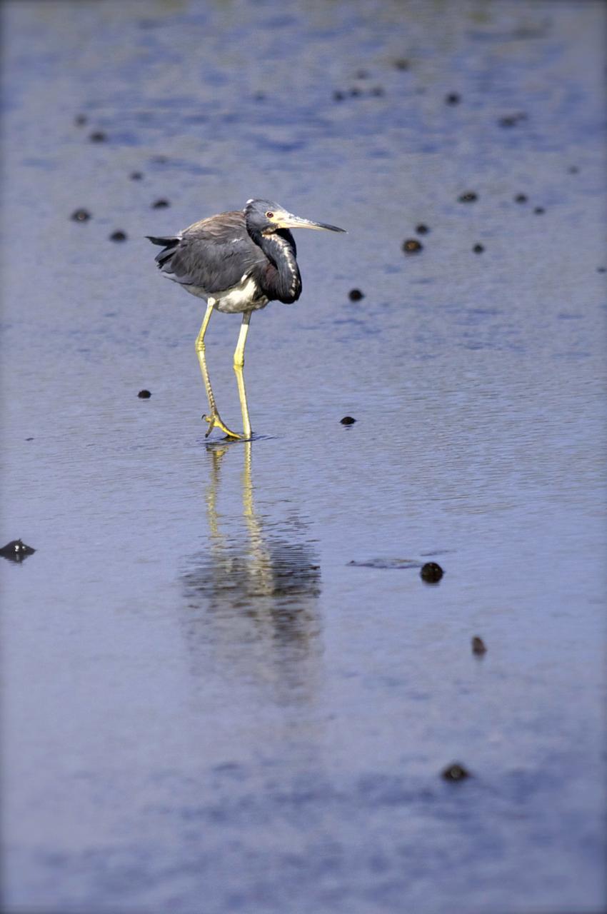KSC WILDLIFE - TURTLE-DRAGONFLY-SPIDERS-BIRDS SHOT DURING JULY & AUGUST 2010