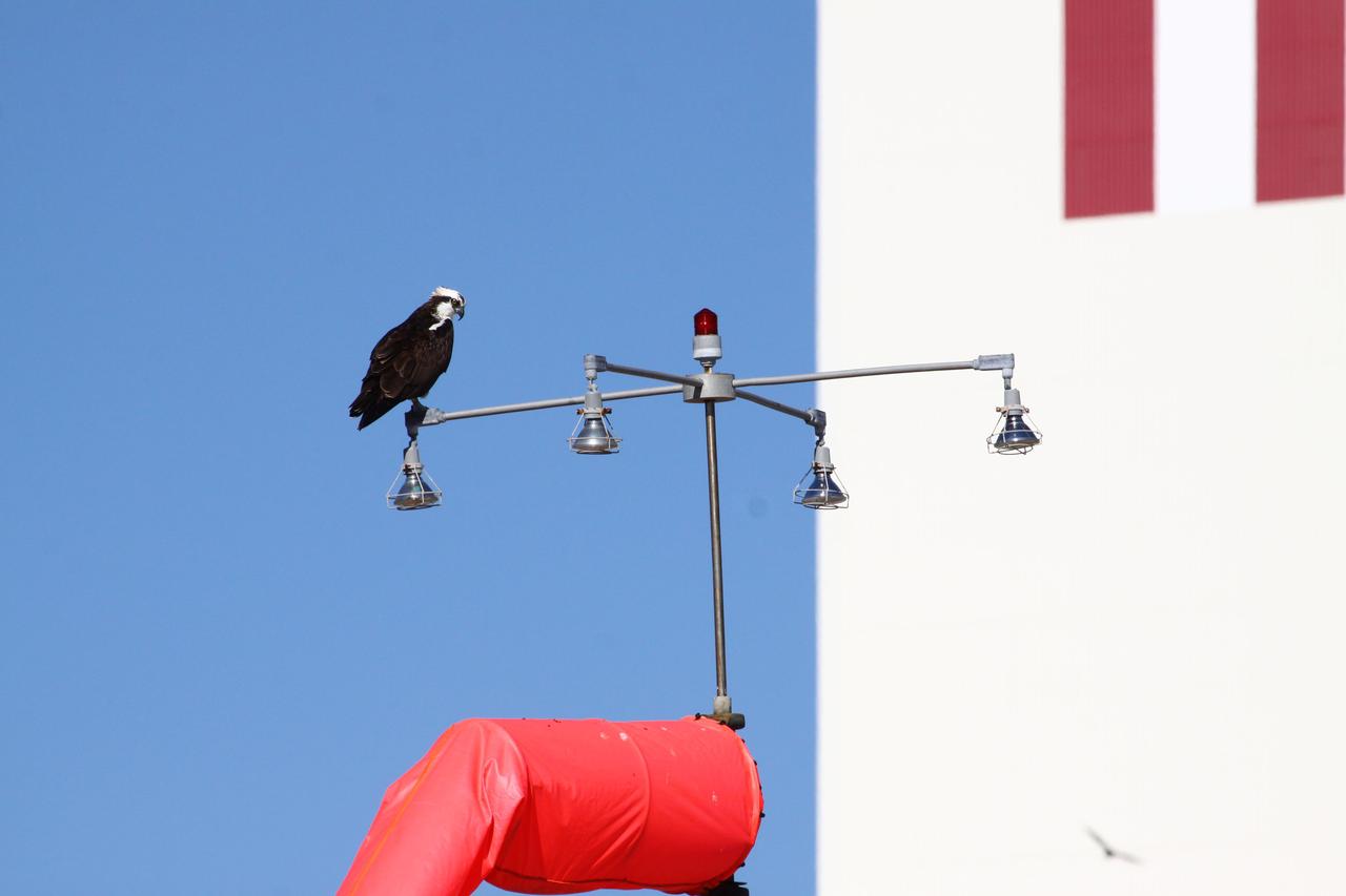 Osprey at Press Site with VAB in Background
