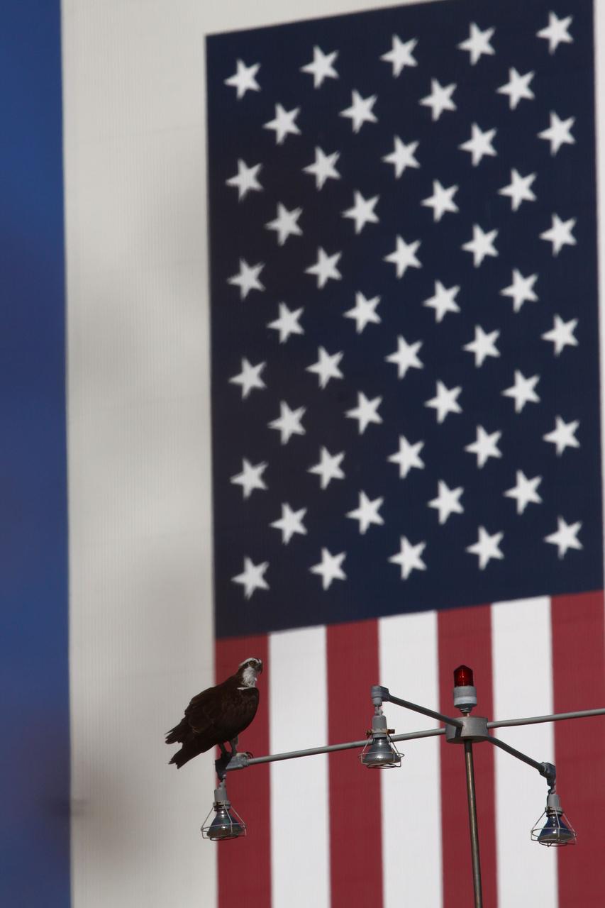 Osprey at Press Site with VAB in Background