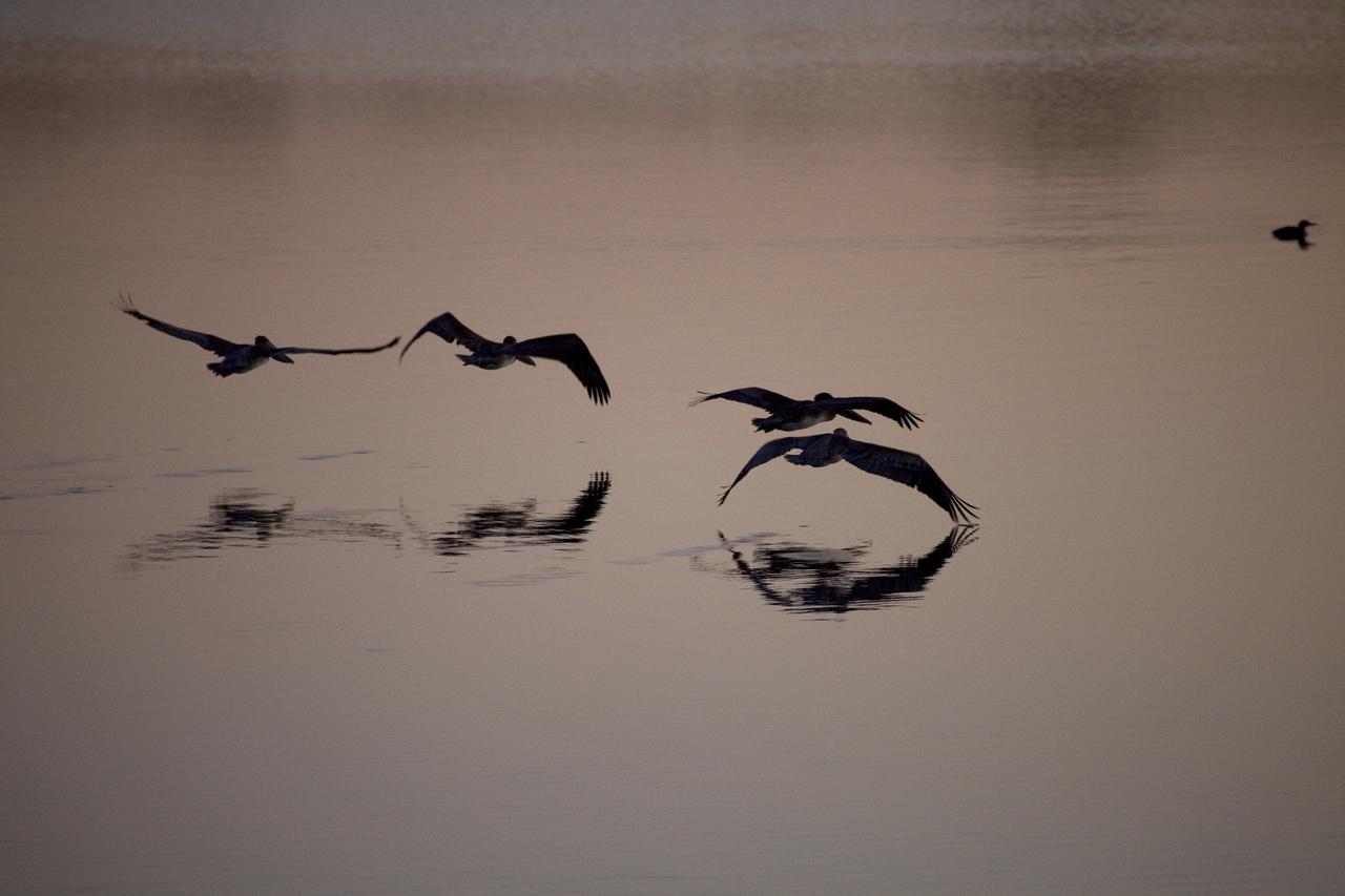 KSC Wildlife - Sunrise - Birds