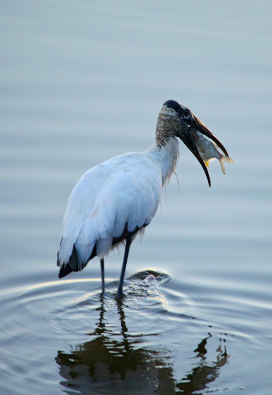 KSC Wildlife - Sunrise - Birds