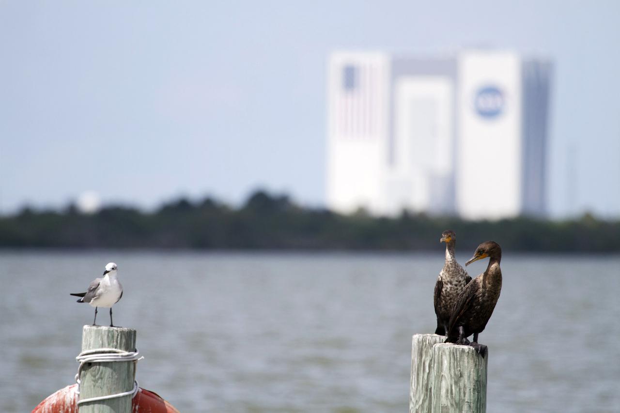 CAPE CANAVERAL, Fla. – At NASA’s Kennedy Space Center in Florida, several birds sit on the posts of a dock along the NASA Causeway with a view of the Vehicle Assembly building across the intercoastal waterway.  The center shares a boundary with the Merritt Island National Wildlife Refuge, consisting of 140,000 acres. The Refuge provides a wide variety of habitats: coastal dunes, saltwater estuaries and marshes, freshwater impoundments, scrub, pine flatwoods, and hardwood hammocks that provide habitat for more than 1,500 species of plants and animals, including about 331 species of birds. Photo credit: NASA_Ben Smegelsky