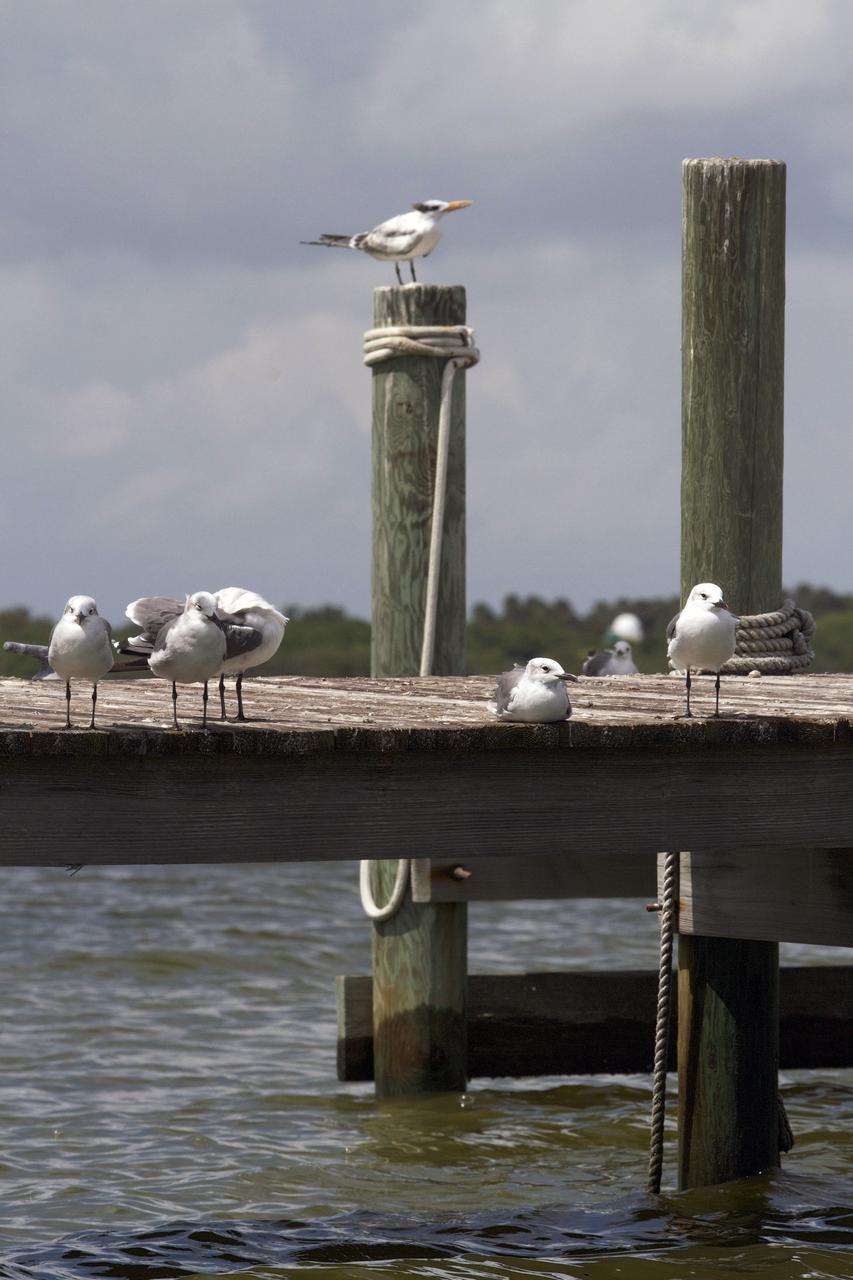 CAPE CANAVERAL, Fla. – At NASA’s Kennedy Space Center in Florida, several birds, including some seagulls, sit on a dock along the NASA Causeway.  The center shares a boundary with the Merritt Island National Wildlife Refuge, consisting of 140,000 acres. The Refuge provides a wide variety of habitats: coastal dunes, saltwater estuaries and marshes, freshwater impoundments, scrub, pine flatwoods, and hardwood hammocks that provide habitat for more than 1,500 species of plants and animals, including about 331 species of birds. Photo credit: NASA_Ben Smegelsky