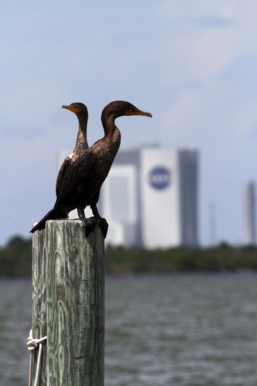 CAPE CANAVERAL, Fla. – At NASA’s Kennedy Space Center in Florida, two birds sit on a dock along the NASA Causeway admiring the view of the Vehicle Assembly building from across the intercoastal waterway.  The center shares a boundary with the Merritt Island National Wildlife Refuge, consisting of 140,000 acres. The Refuge provides a wide variety of habitats: coastal dunes, saltwater estuaries and marshes, freshwater impoundments, scrub, pine flatwoods, and hardwood hammocks that provide habitat for more than 1,500 species of plants and animals, including about 331 species of birds. Photo credit: NASA_Ben Smegelsky