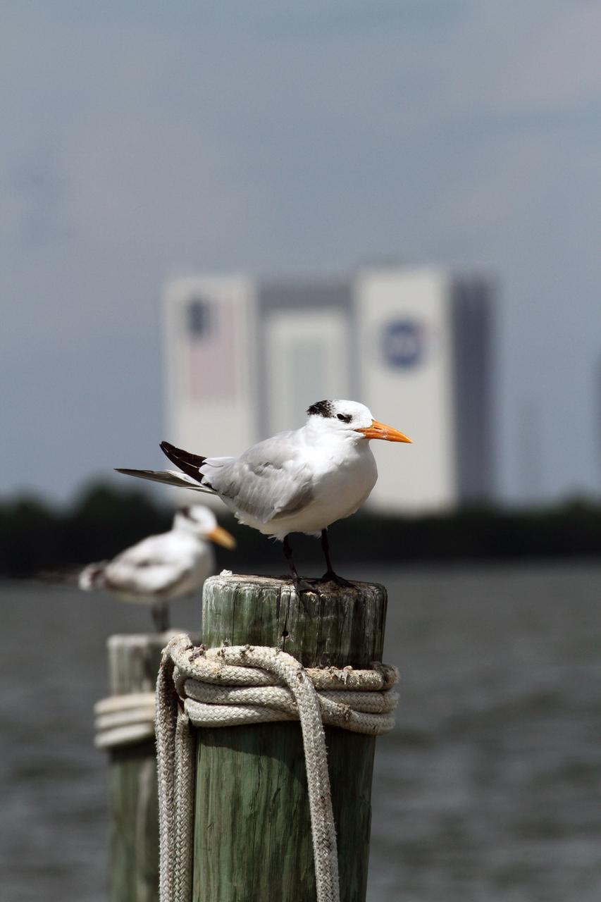 CAPE CANAVERAL, Fla. – At NASA’s Kennedy Space Center in Florida, two birds sit on a dock along the NASA Causeway admiring the view of the Vehicle Assembly building from across the intercoastal waterway.  The center shares a boundary with the Merritt Island National Wildlife Refuge, consisting of 140,000 acres. The Refuge provides a wide variety of habitats: coastal dunes, saltwater estuaries and marshes, freshwater impoundments, scrub, pine flatwoods, and hardwood hammocks that provide habitat for more than 1,500 species of plants and animals, including about 331 species of birds. Photo credit: NASA_Ben Smegelsky