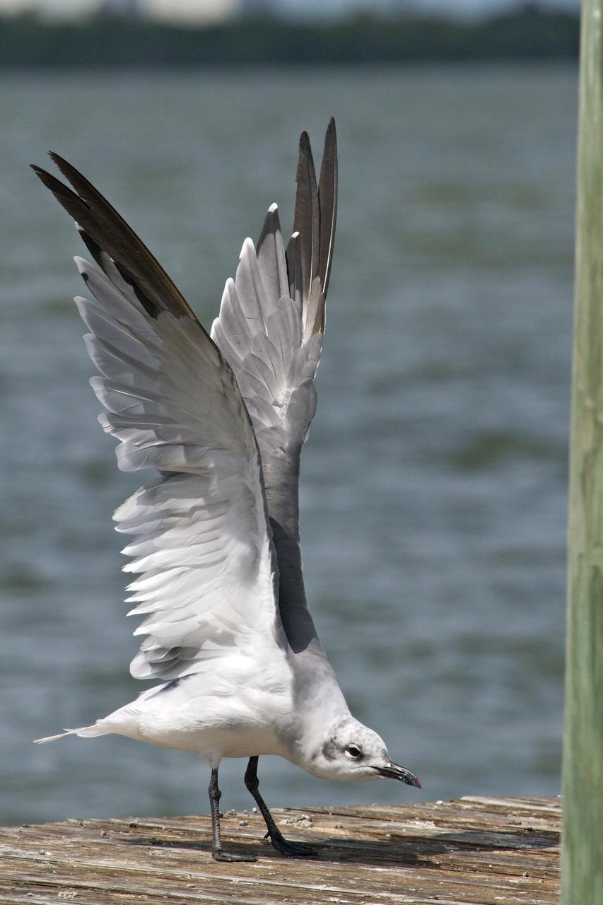 CAPE CANAVERAL, Fla. – At NASA’s Kennedy Space Center in Florida, a seagull flexes his wings while sitting on a dock along the NASA Causeway.  The center shares a boundary with the Merritt Island National Wildlife Refuge, consisting of 140,000 acres. The Refuge provides a wide variety of habitats: coastal dunes, saltwater estuaries and marshes, freshwater impoundments, scrub, pine flatwoods, and hardwood hammocks that provide habitat for more than 1,500 species of plants and animals, including about 331 species of birds. Photo credit: NASA_Ben Smegelsky