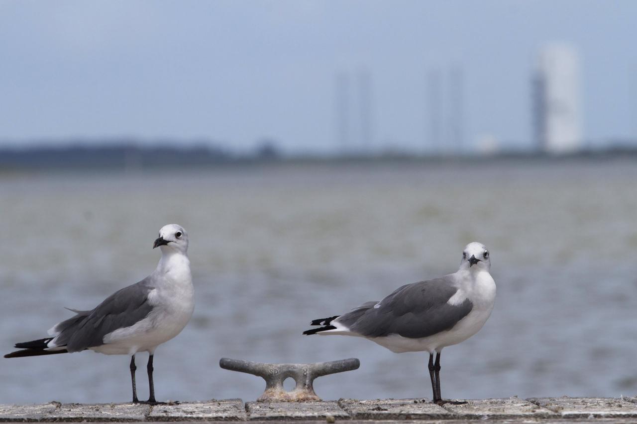 CAPE CANAVERAL, Fla. – At NASA’s Kennedy Space Center in Florida, two seagulls sit on a dock along the NASA Causeway admiring the view of the intercoastal waterway.  The center shares a boundary with the Merritt Island National Wildlife Refuge, consisting of 140,000 acres. The Refuge provides a wide variety of habitats: coastal dunes, saltwater estuaries and marshes, freshwater impoundments, scrub, pine flatwoods, and hardwood hammocks that provide habitat for more than 1,500 species of plants and animals, including about 331 species of birds. Photo credit: NASA_Ben Smegelsky