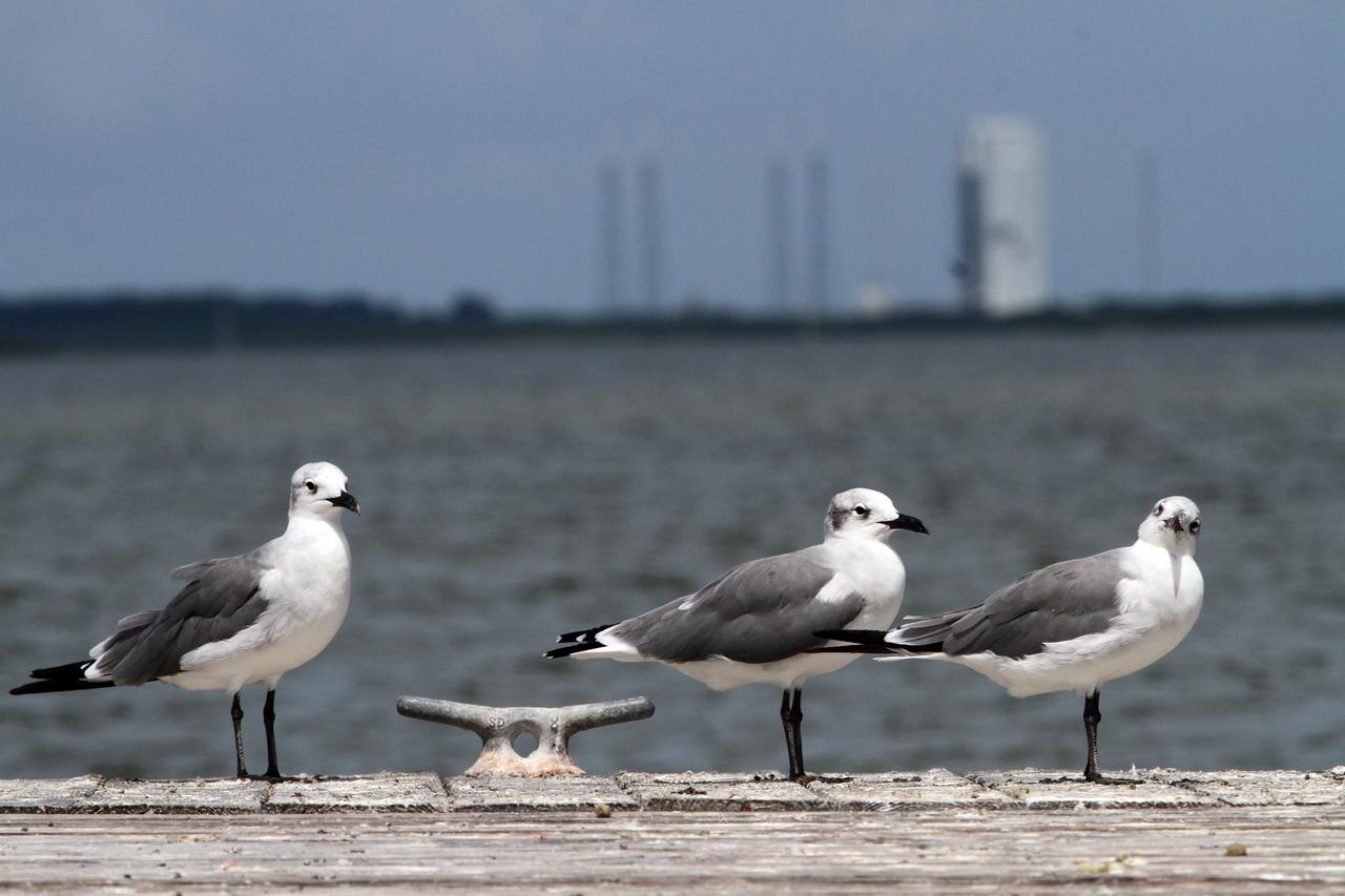 CAPE CANAVERAL, Fla. – At NASA’s Kennedy Space Center in Florida, three seagulls stand on a dock along the NASA Causeway admiring the view of the intercoastal waterway. The seagull to the right seems to have a somewhat quizzical look.   The center shares a boundary with the Merritt Island National Wildlife Refuge, consisting of 140,000 acres. The Refuge provides a wide variety of habitats: coastal dunes, saltwater estuaries and marshes, freshwater impoundments, scrub, pine flatwoods, and hardwood hammocks that provide habitat for more than 1,500 species of plants and animals, including about 331 species of birds. Photo credit: NASA_Ben Smegelsky