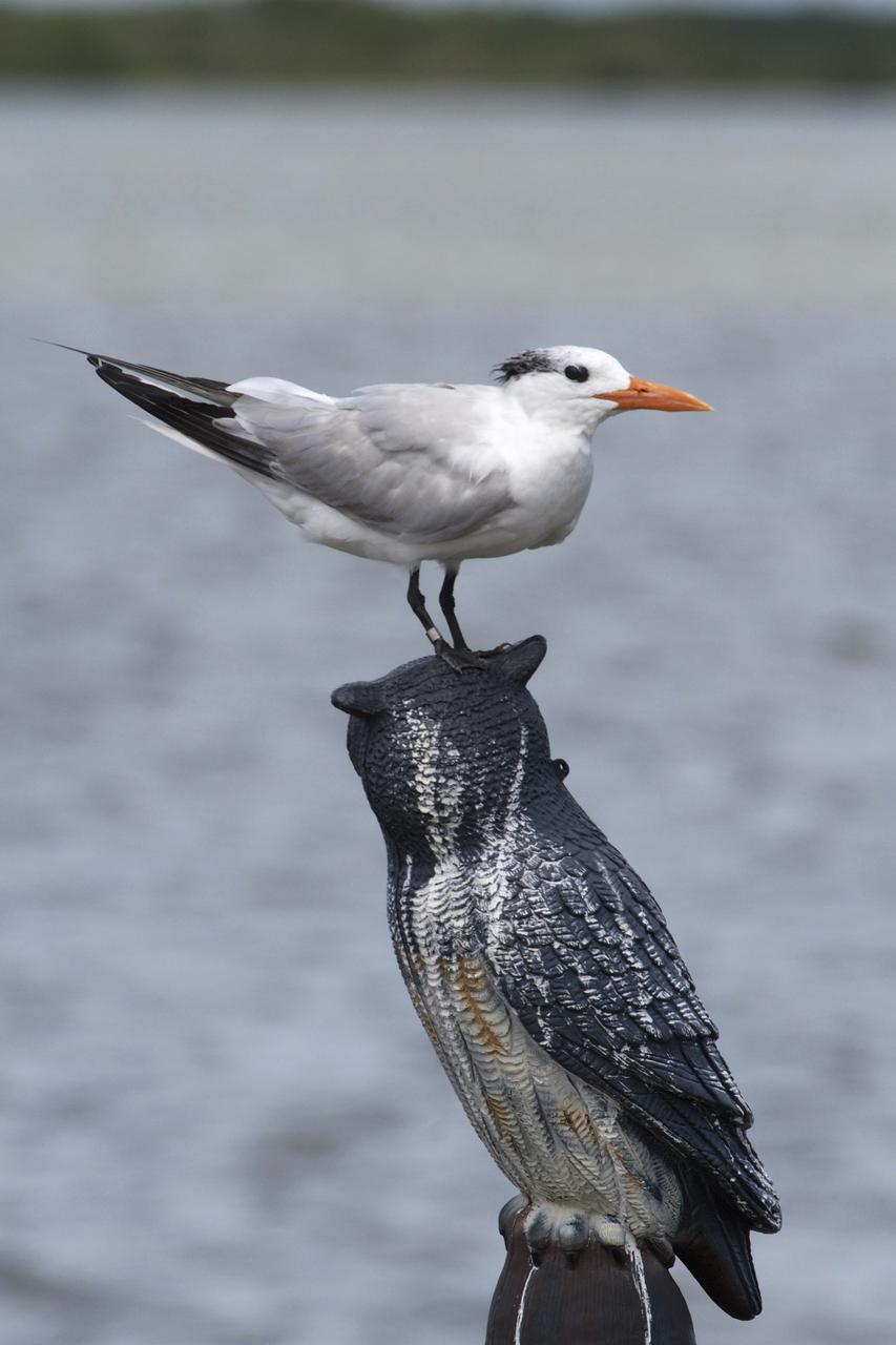 CAPE CANAVERAL, Fla. – At NASA’s Kennedy Space Center in Florida, a bird perches atop a wood-carved owl on a dock along the NASA Causeway.  The center shares a boundary with the Merritt Island National Wildlife Refuge, consisting of 140,000 acres. The Refuge provides a wide variety of habitats: coastal dunes, saltwater estuaries and marshes, freshwater impoundments, scrub, pine flatwoods, and hardwood hammocks that provide habitat for more than 1,500 species of plants and animals, including about 331 species of birds. Photo credit: NASA_Ben Smegelsky