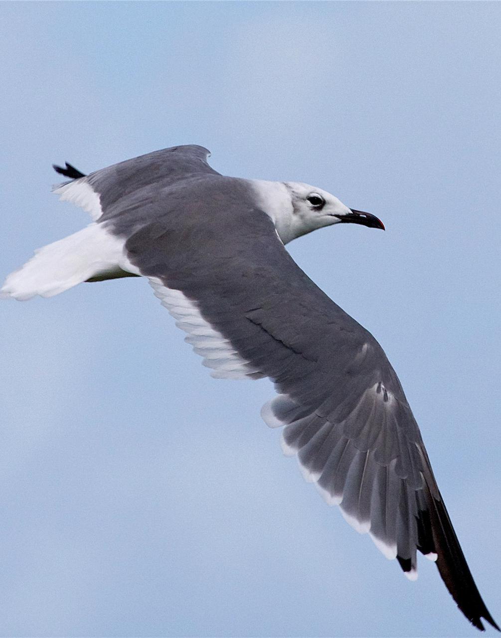 CAPE CANAVERAL, Fla. – A seagull soars through the air near the NASA Causeway at NASA’s Kennedy Space Center in Florida.  The center shares a boundary with the Merritt Island National Wildlife Refuge, consisting of 140,000 acres. The Refuge provides a wide variety of habitats: coastal dunes, saltwater estuaries and marshes, freshwater impoundments, scrub, pine flatwoods, and hardwood hammocks that provide habitat for more than 1,500 species of plants and animals, including about 331 species of birds. Photo credit: NASA_Ben Smegelsky
