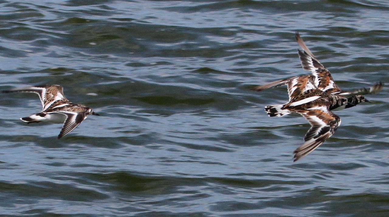 CAPE CANAVERAL, Fla. – Several colorful birds fly above the intercoastal waterway along NASA Causeway at NASA’s Kennedy Space Center in Florida.  The center shares a boundary with the Merritt Island National Wildlife Refuge, consisting of 140,000 acres. The Refuge provides a wide variety of habitats: coastal dunes, saltwater estuaries and marshes, freshwater impoundments, scrub, pine flatwoods, and hardwood hammocks that provide habitat for more than 1,500 species of plants and animals, including about 331 species of birds. Photo credit: NASA_Ben Smegelsky