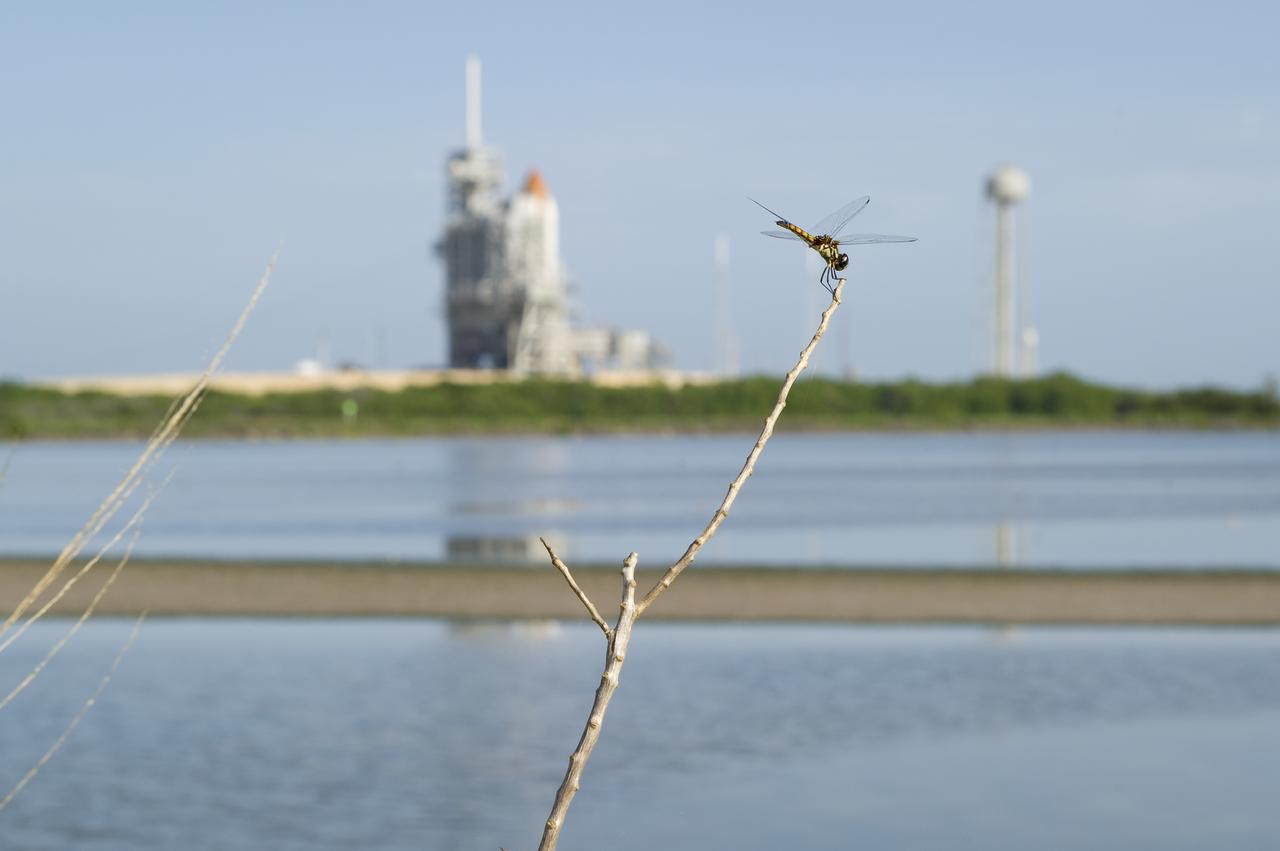 A dragonfly is seen at the edge of the lagoon near pad 39a and the space shuttle Atlantis on Wednesday, July 6, 2011 at the NASA Kennedy Space Center in Cape Canaveral, Fla.  Space shuttle Atlantis is set to liftoff Friday, July 8, on the final flight of the shuttle program, STS-135, a 12-day mission to the International Space Station.  Photo Credit: (NASA/Bill Ingalls)