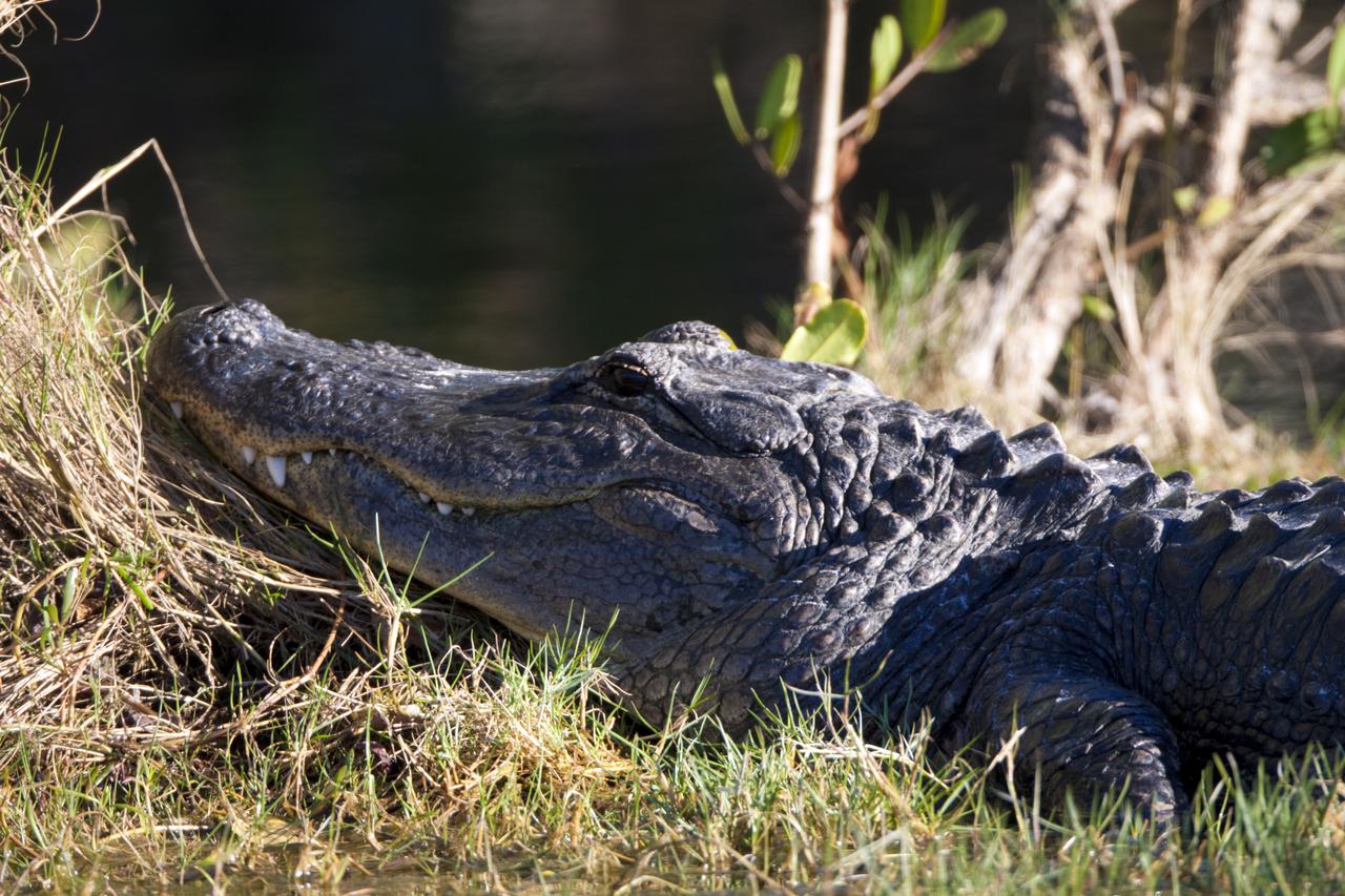 CAPE CANAVERAL, Fla. – An alligator in the marsh at the Blackpoint Wildlife Drive in the Merritt Island National Wildlife Refuge, northwest of NASA's Kennedy Space Center in Florida.  Kennedy Space Center shares a boundary with the Merritt Island National Wildlife Refuge. The Refuge encompasses 92,000 acres that are a habitat for more than 331 species of birds, 31 mammals, 117 fishes, and 65 amphibians and reptiles. The marshes and open water of the refuge provide wintering areas for 23 species of migratory waterfowl, as well as a year-round home for great blue herons, great egrets, wood storks, cormorants, brown pelicans and other species of marsh and shore birds, as well as a variety of insects. For more information, visit: http:__www.nasa.gov_centers_kennedy_shuttleoperations_alligators_kscovr.html Photo credit: NASA_Jim Grossmann