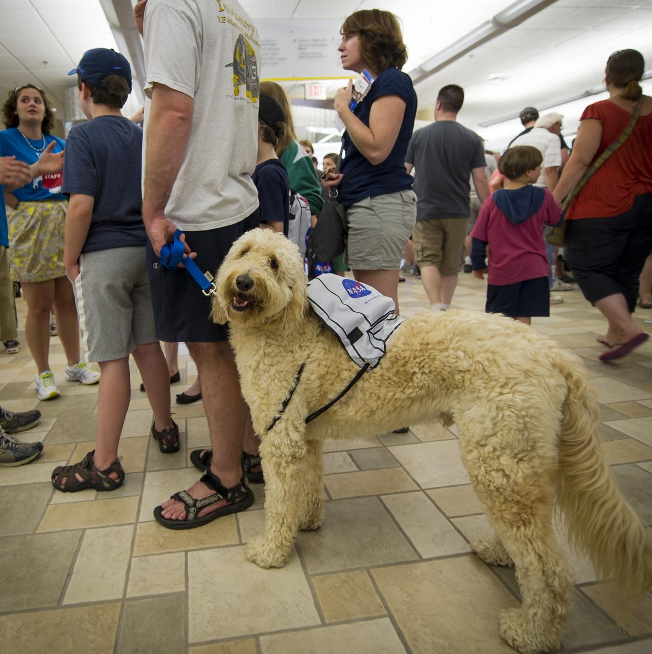 "Harry" a Goldendoodle is seen wearing a NASA backpack during the Worcester Polytechnic Institute (WPI) "TouchTomorrow" education and outreach event that was held in tandem with the NASA-WPI Sample Return Robot Centennial Challenge on Saturday, June 16, 2012 in Worcester, Mass. The challenge tasked robotic teams to build autonomous robots that can identify, collect and return samples. NASA needs autonomous robotic capability for future planetary exploration. Photo Credit: (NASA/Bill Ingalls)