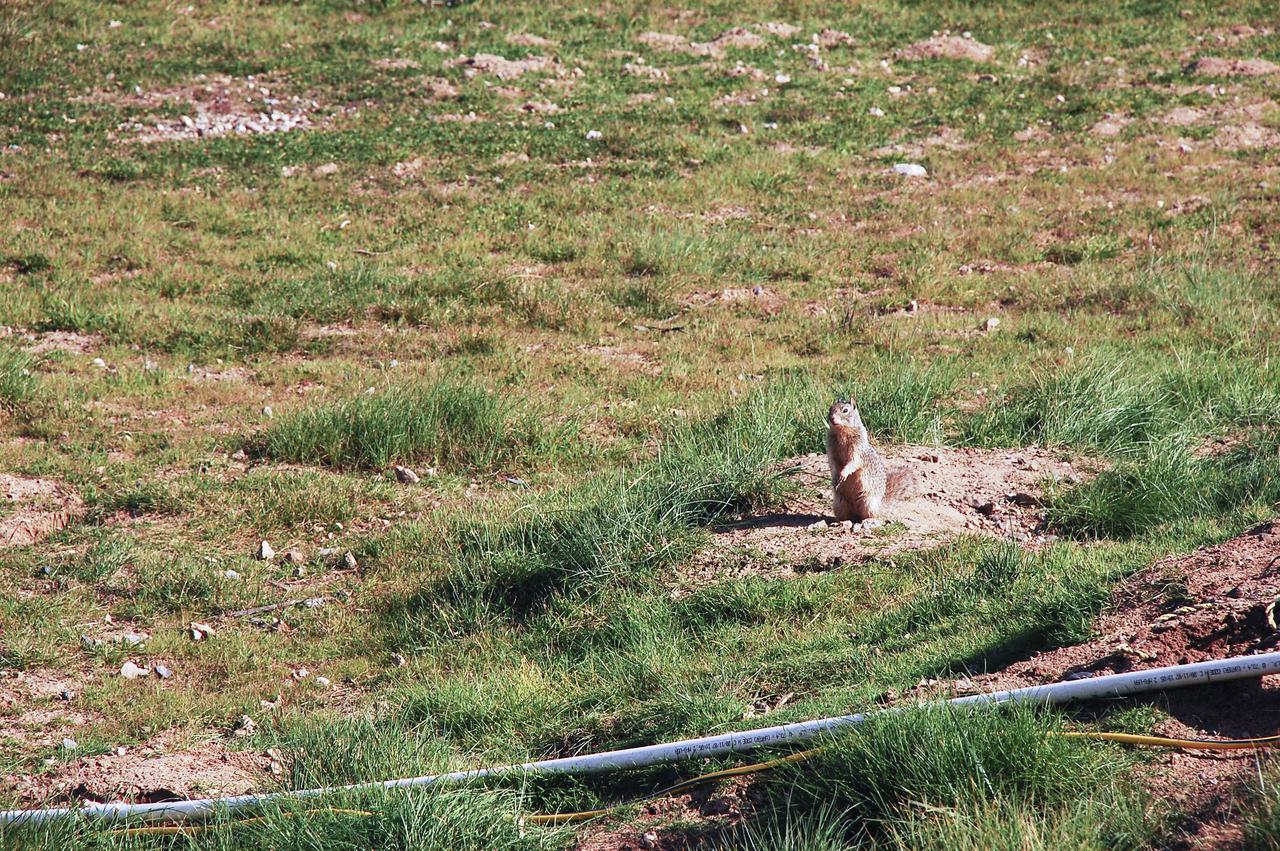 VANDENBERG AFB, Calif. – A squirrel looks around near the launch site of a United Launch Alliance Atlas V rocket carrying the Landsat Data Continuity Mission spacecraft from Vandenberg Air Force Base in California. Photo credit: NASA_Ben Smegelsky