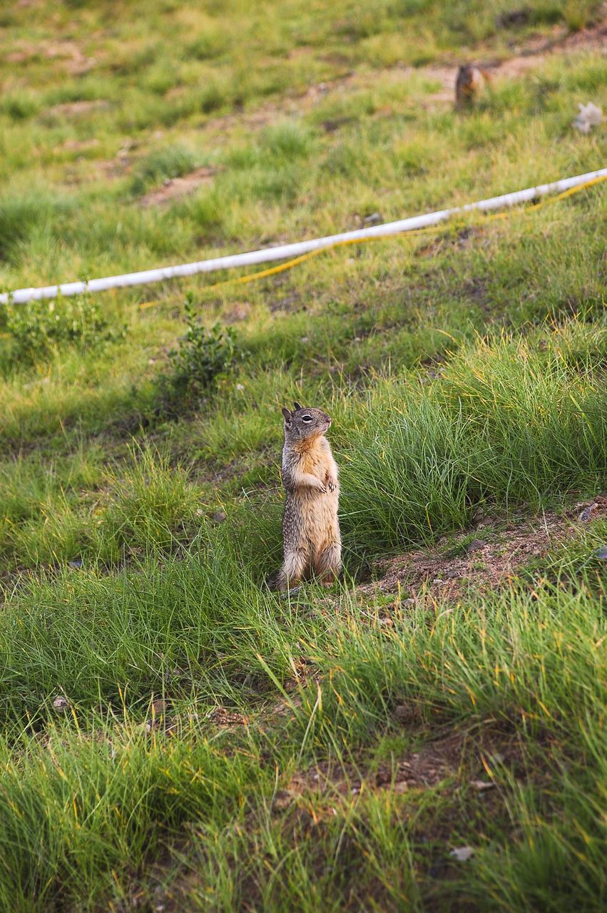 VANDENBERG AFB, Calif. – A squirrel looks around from his nest near the launch site of a United Launch Alliance Atlas V rocket carrying the Landsat Data Continuity Mission spacecraft from Vandenberg Air Force Base in California. Photo credit: NASA_Ben Smegelsky