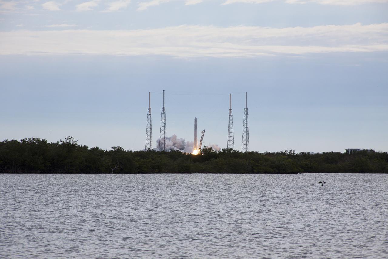 CAPE CANAVERAL, Fla. -- A Space Exploration Technologies, or SpaceX, Falcon 9 rocket catches the notice of the wildlife near Space Launch Complex 40 on Cape Canaveral Air Force Station in Florida as it lifts off at 10:10 a.m. EST, carrying a Dragon capsule filled with cargo to orbit.   The SpaceX Dragon capsule is making its third trip to the International Space Station, following a demonstration flight in May 2012 and the first resupply mission in October 2012. The mission is the second of 12 SpaceX flights contracted by NASA to resupply the orbiting laboratory. For more information, visit http:__www.nasa.gov_mission_pages_station_structure_launch_spacex2-feature.html.  Photo credit: NASA_Jim Grossmann