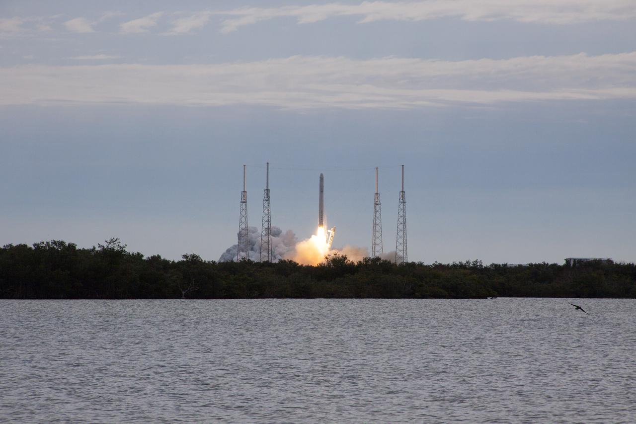 CAPE CANAVERAL, Fla. -- A bird near Space Launch Complex 40 on Cape Canaveral Air Force Station in Florida retreats to safety as a Space Exploration Technologies, or SpaceX, Falcon 9 rocket lifts off at 10:10 a.m. EST, carrying a Dragon capsule filled with cargo to orbit.  The SpaceX Dragon capsule is making its third trip to the International Space Station, following a demonstration flight in May 2012 and the first resupply mission in October 2012. The mission is the second of 12 SpaceX flights contracted by NASA to resupply the orbiting laboratory. For more information, visit http:__www.nasa.gov_mission_pages_station_structure_launch_spacex2-feature.html.  Photo credit: NASA_Jim Grossmann