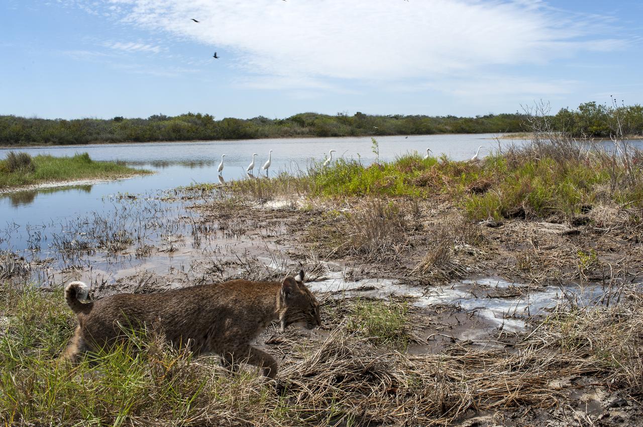 Bobcat, Racoons and Turkey