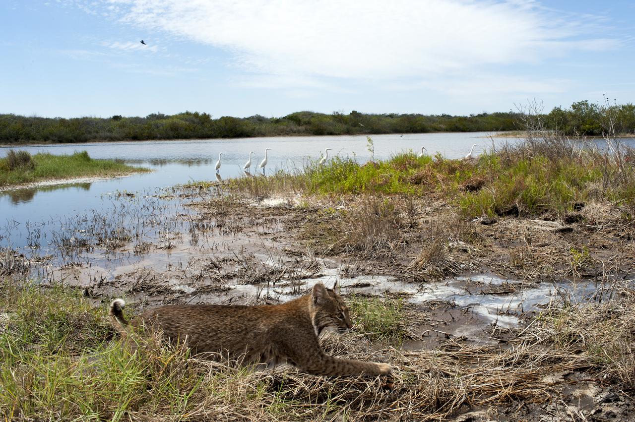 Bobcat, Racoons and Turkey