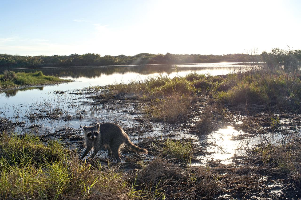 Bobcat, Racoons and Turkey