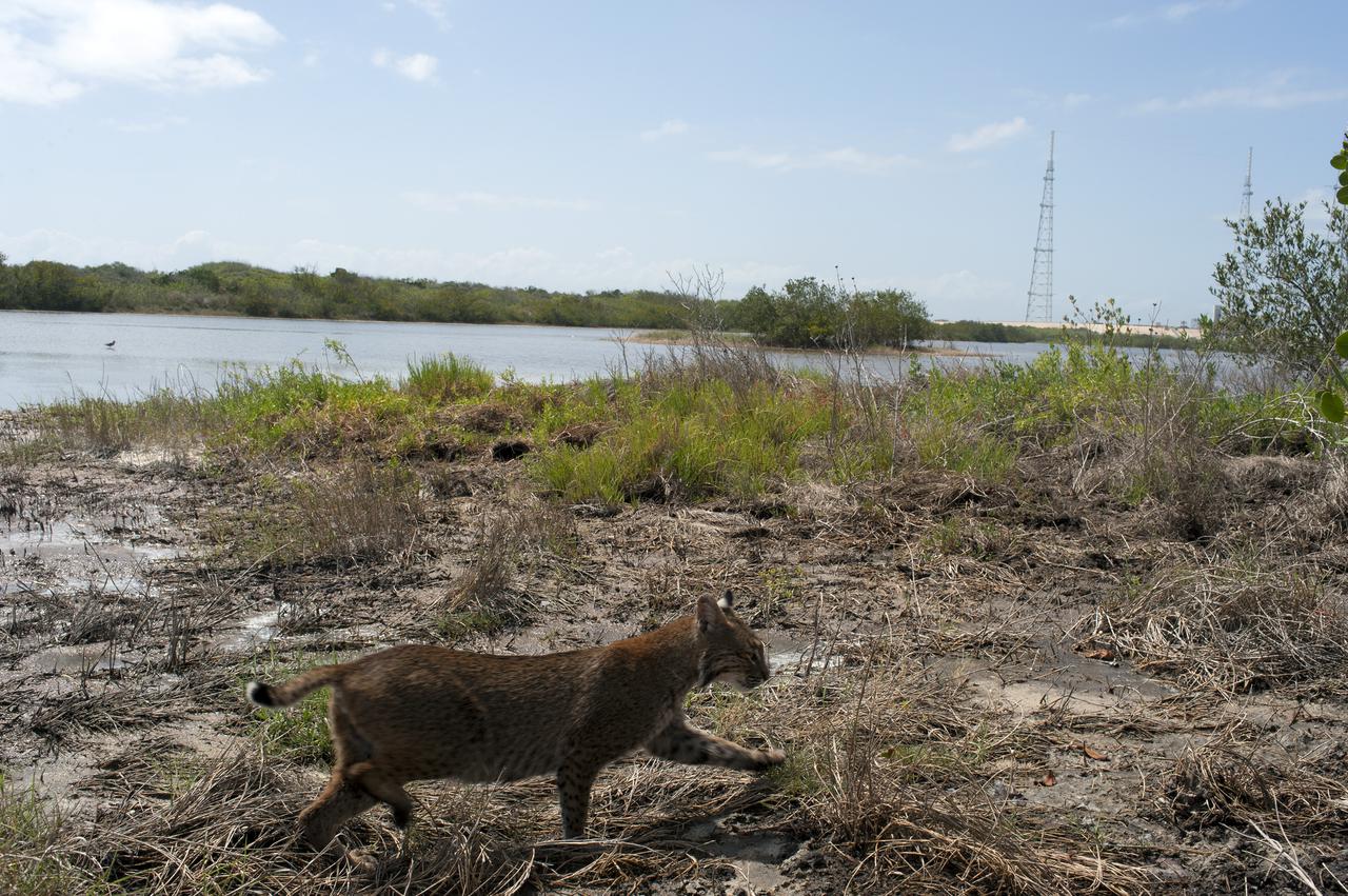 CAPE CANAVERAL, Fla. – A bobcat walks near a waterway at NASA's Kennedy Space Center in Florida.   Kennedy Space Center shares a boundary with the Merritt Island National Wildlife Refuge. The Refuge encompasses 92,000 acres that are a habitat for more than 331 species of birds, 31 mammals, 117 fishes, and 65 amphibians and reptiles. The marshes and open water of the refuge provide wintering areas for 23 species of migratory waterfowl, as well as a year-round home for great blue herons, great egrets, wood storks, cormorants, brown pelicans and other species of marsh and shore birds, as well as a variety of insects. For more information, visit: http:__www.fws.gov_merrittisland Photo credit: NASA_Tony Gray