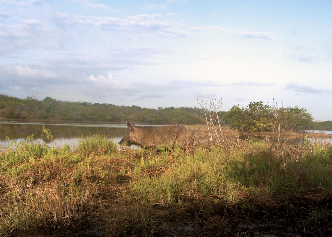 CAPE CANAVERAL, Fla. – A wild hog walks near a waterway at NASA's Kennedy Space Center in Florida. Kennedy Space Center shares a boundary with the Merritt Island National Wildlife Refuge. The Refuge encompasses 92,000 acres that are a habitat for more than 331 species of birds, 31 mammals, 117 fishes, and 65 amphibians and reptiles. The marshes and open water of the refuge provide wintering areas for 23 species of migratory waterfowl, as well as a year-round home for great blue herons, great egrets, wood storks, cormorants, brown pelicans and other species of marsh and shore birds, as well as a variety of insects. For more information, visit: http:__www.fws.gov_merrittisland Photo credit: NASA_Tony Gray