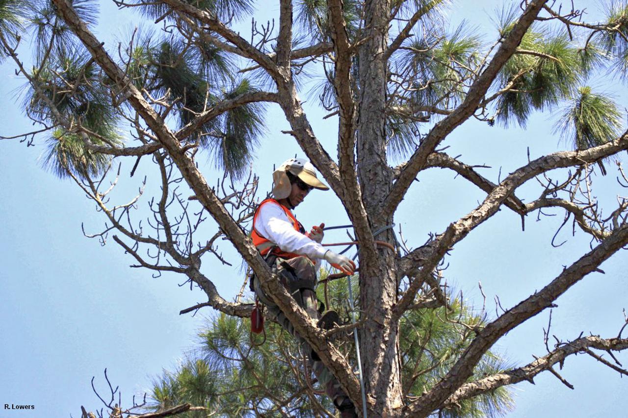 CAPE CANAVERAL, Fla. -- At the Kennedy Space Center in Florida, an eaglet is returned to the area where he was found by Jim Lott, an arborist from the Audubon Center for Birds of Prey in Maitland, Fla. A nest box was built with a wood frame, wire mesh in the bottom and filled with twigs and straw. When a strong thunderstorm recently blew through NASA's Kennedy Space Center in Florida on March 24, two eagles fell to the ground along with their nest. Ecologists at the spaceport, who take great care to track the birds and protect their habitat, stepped in and rescued the eaglets. For more: http:__www.nasa.gov_centers_kennedy_about_sustainability_eagles_rescued.html Photo courtesy: InoMedic Health Applications_Russ Lowers