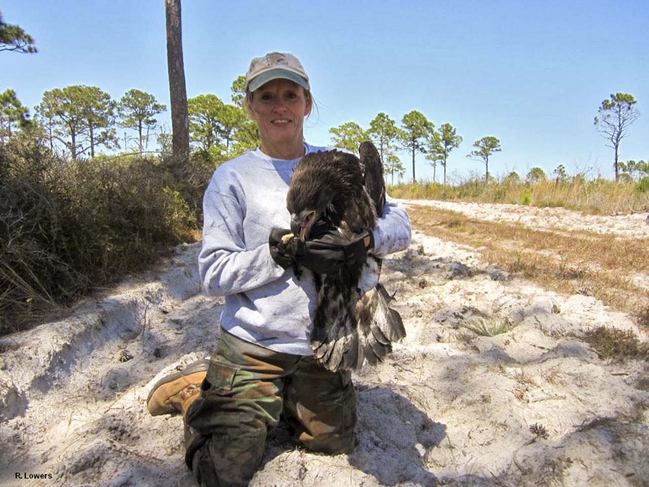 CAPE CANAVERAL, Fla. -- At the Kennedy Space Center in Florida, Becky Bolt, a wildlife ecologist with InoMedic Health Applications, Inc., holds one of the rescued eaglets.   When a strong thunderstorm recently blew through NASA's Kennedy Space Center in Florida on March 24, two eagles fell to the ground along with their nest. Ecologists at the spaceport, who take great care to track the birds and protect their habitat, stepped in and rescued the eaglets. For more:  http:__www.nasa.gov_centers_kennedy_about_sustainability_eagles_rescued.html Photo courtesy: InoMedic Health Applications_Russ Lowers