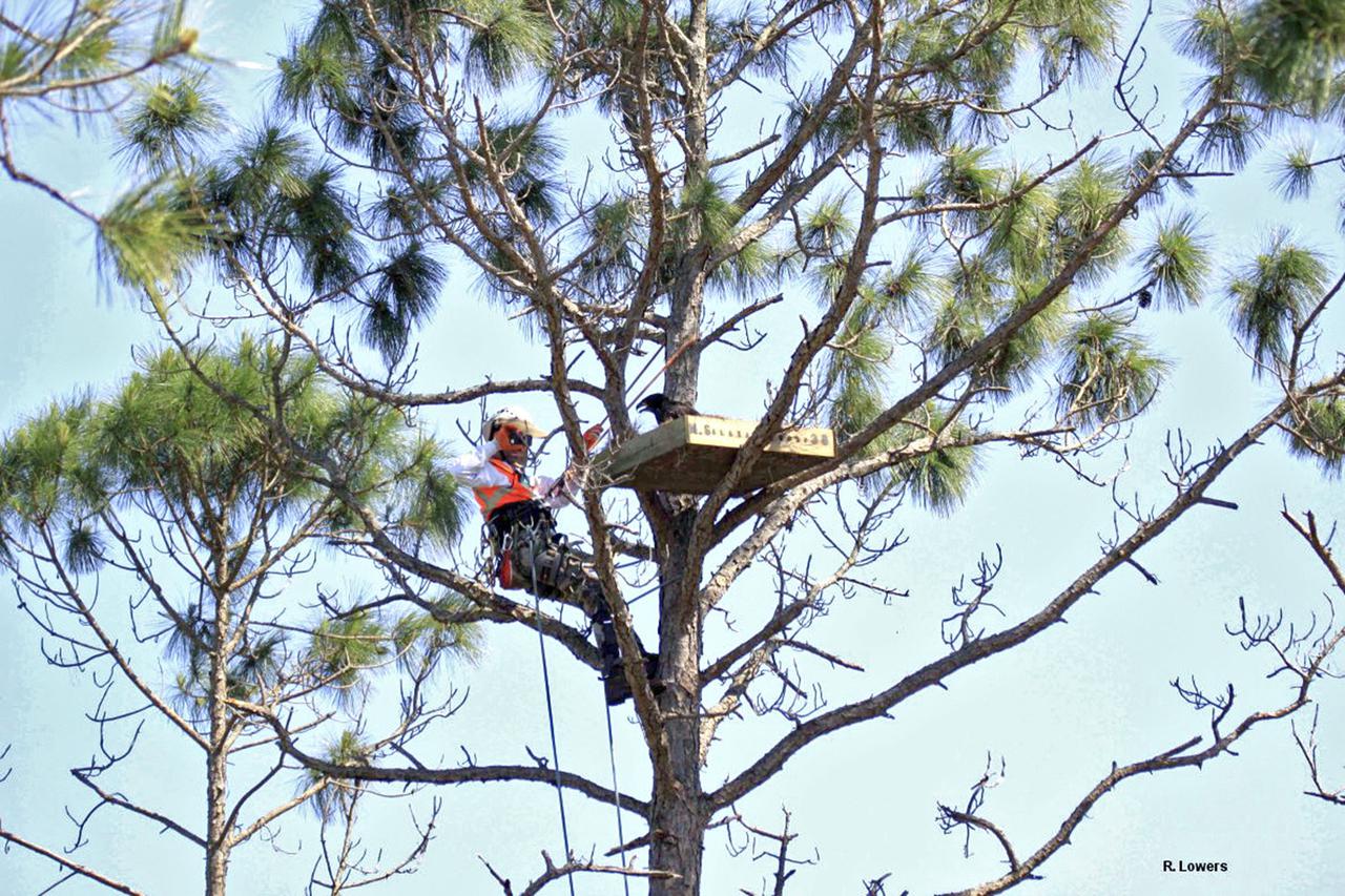 CAPE CANAVERAL, Fla. -- At the Kennedy Space Center in Florida, an eaglet is returned to the area where he was found by Jim Lott, an arborist from the Audubon Center for Birds of Prey in Maitland, Fla. A nest box was built with a wood frame, wire mesh in the bottom and filled with twigs and straw. When a strong thunderstorm recently blew through NASA's Kennedy Space Center in Florida on March 24, two eagles fell to the ground along with their nest. Ecologists at the spaceport, who take great care to track the birds and protect their habitat, stepped in and rescued the eaglets. For more: http:__www.nasa.gov_centers_kennedy_about_sustainability_eagles_rescued.html Photo courtesy: InoMedic Health Applications_Russ Lowers