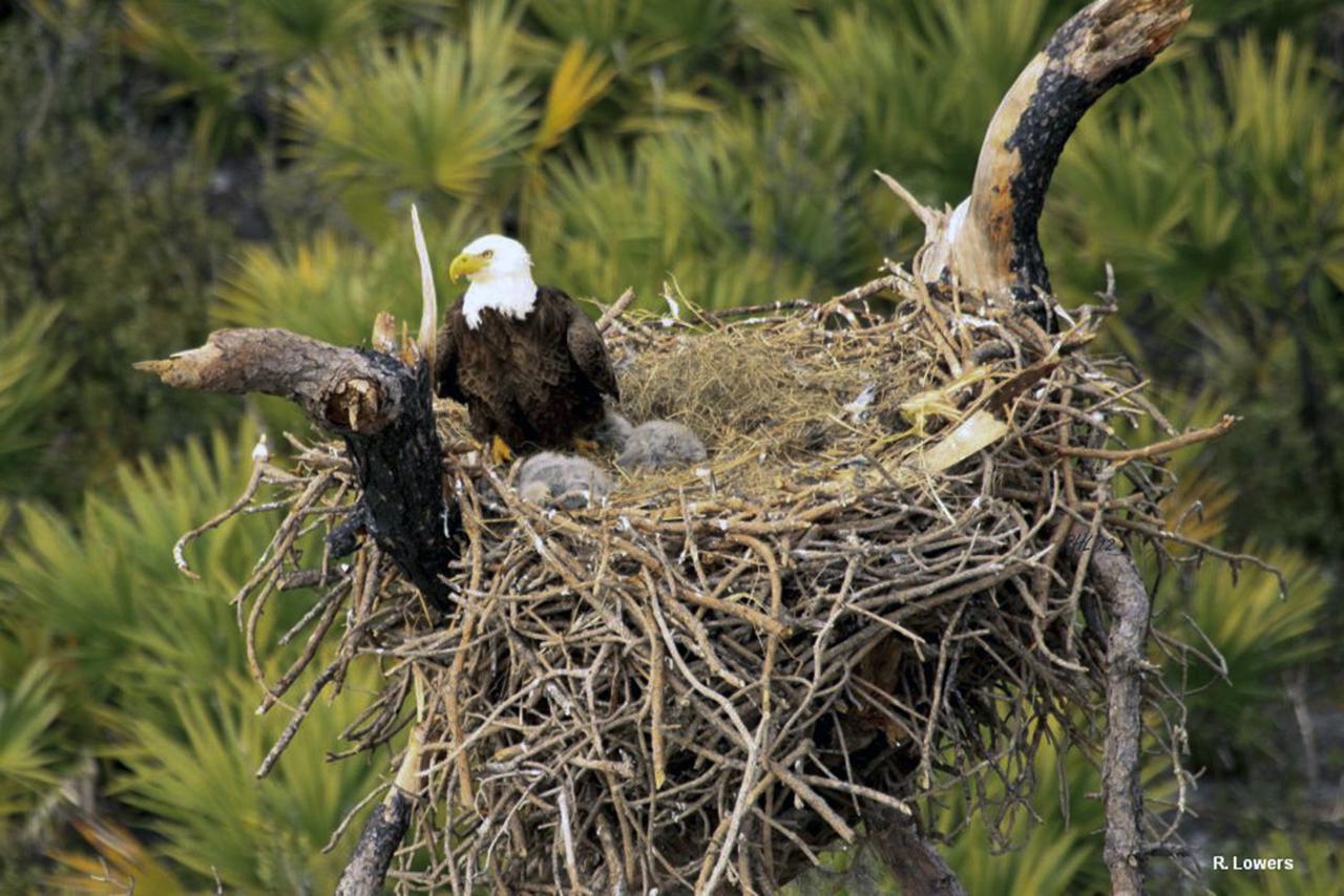 CAPE CANAVERAL, Fla. -- At the Kennedy Space Center in Florida, a bald eagle stands watch over two fledglings. The nest was in a dead, leafless pine tree, called a 'snag.'   When a strong thunderstorm recently blew through NASA's Kennedy Space Center in Florida on March 24, two eagles fell to the ground along with their nest. Ecologists at the spaceport, who take great care to track the birds and protect their habitat, stepped in and rescued the eaglets. For more:  http:__www.nasa.gov_centers_kennedy_about_sustainability_eagles_rescued.html Photo courtesy: InoMedic Health Applications_Russ Lowers