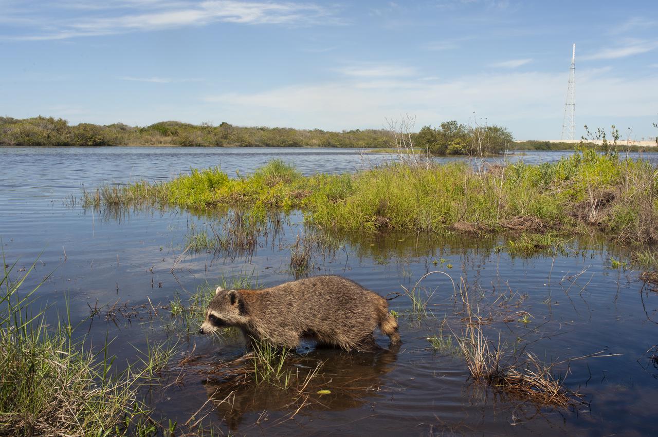 CAPE CANAVERAL, Fla. – A raccoon wades in one of the waterways at NASA's Kennedy Space Center in Florida. Kennedy Space Center shares a boundary with the Merritt Island National Wildlife Refuge. The Refuge encompasses 92,000 acres that are a habitat for more than 331 species of birds, 31 mammals, 117 fishes, and 65 amphibians and reptiles. The marshes and open water of the refuge provide wintering areas for 23 species of migratory waterfowl, as well as a year-round home for great blue herons, great egrets, wood storks, cormorants, brown pelicans and other species of marsh and shore birds, as well as a variety of insects. For more information, visit: http:__www.fws.gov_merrittisland Photo credit: NASA_Tony Gray