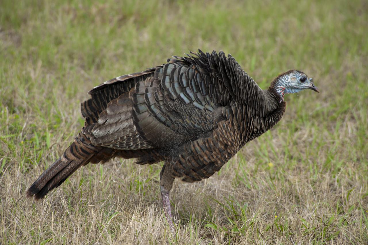 Bobcat, Racoons and Turkey