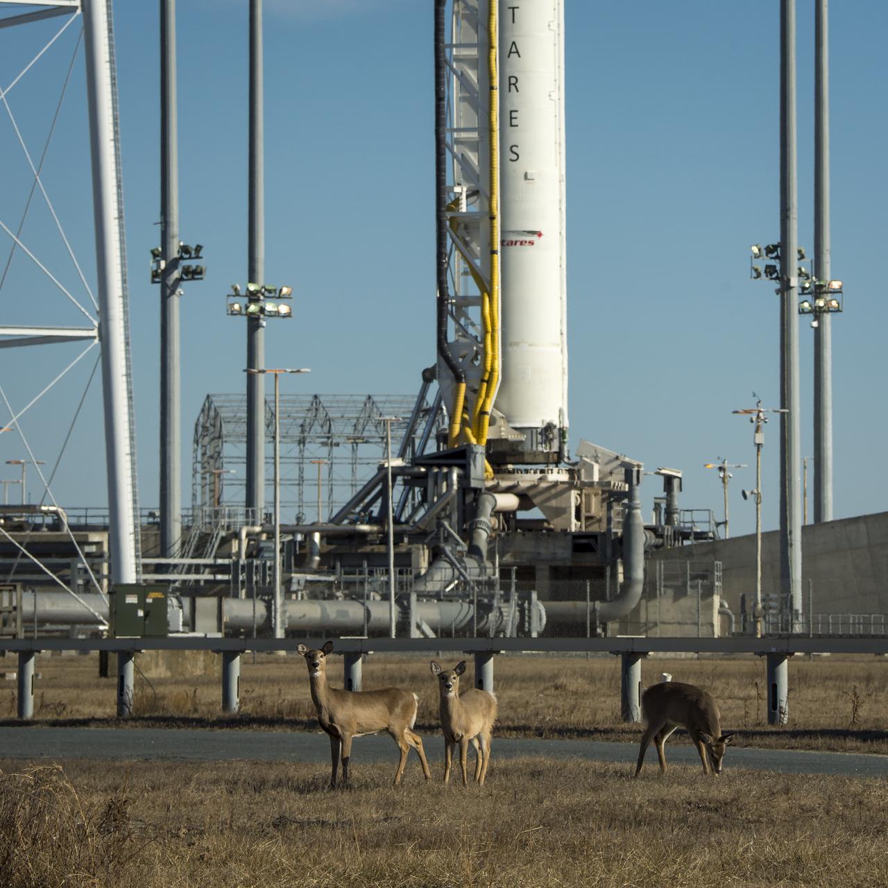 White-tailed deer graze near the Orbital Sciences Corporation Antares rocket, launch Pad-0A, at NASA's Wallops Flight Facility, Wednesday, January 8, 2014, Wallops Island, VA. Photo Credit: (NASA/Bill Ingalls)