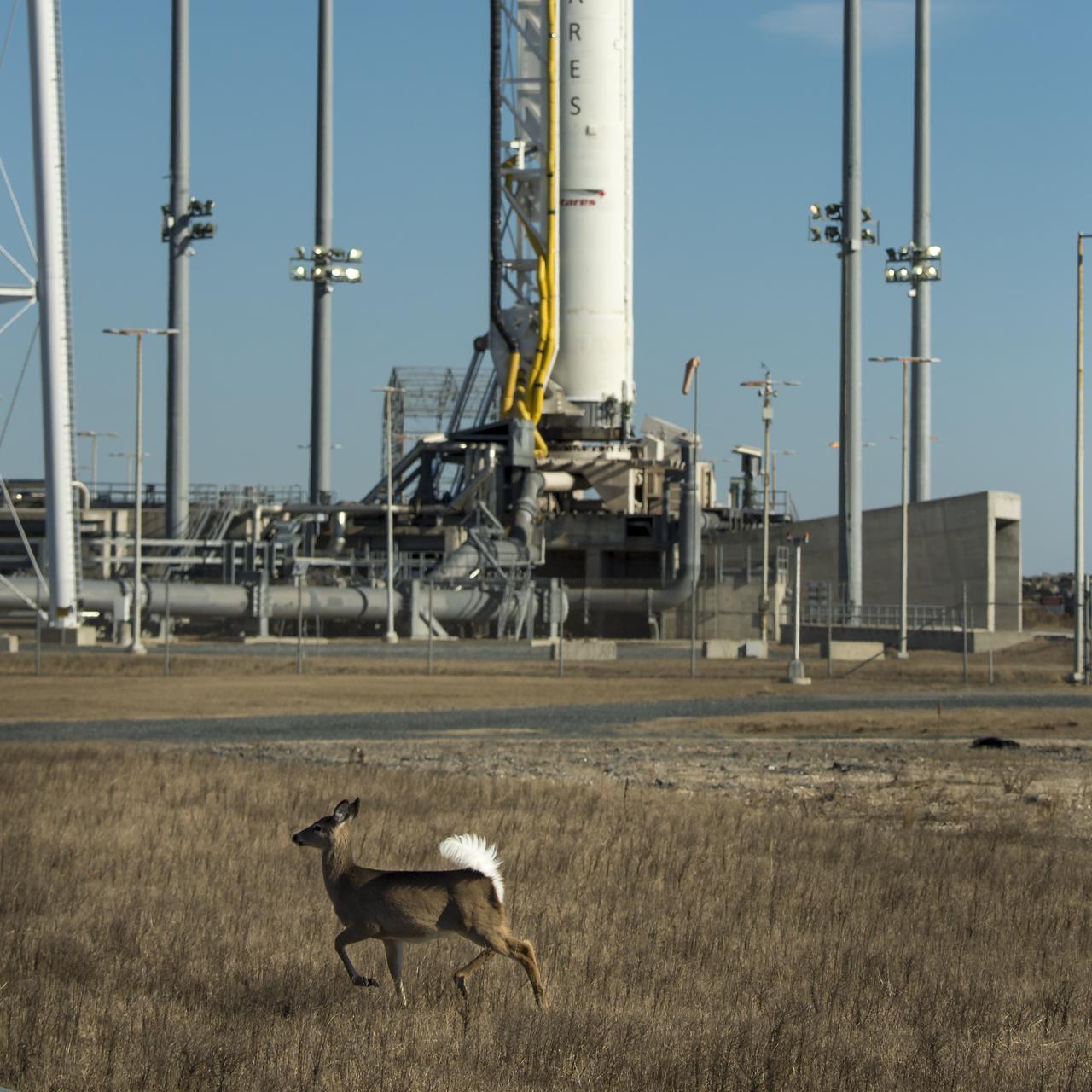 White-tailed deer graze near the Orbital Sciences Corporation Antares rocket, launch Pad-0A, at NASA's Wallops Flight Facility, Wednesday, January 8, 2014, Wallops Island, VA. Photo Credit: (NASA/Bill Ingalls)