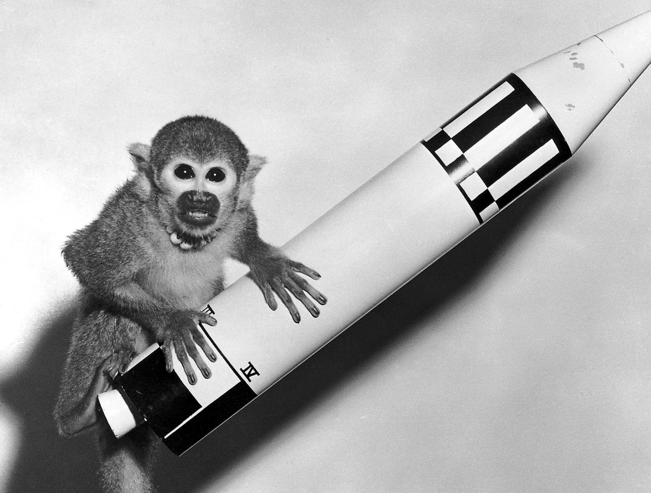 Monkey Baker, payload of Jupiter (AM-18), poses on a model of the Jupiter vehicle, May 29, 1959