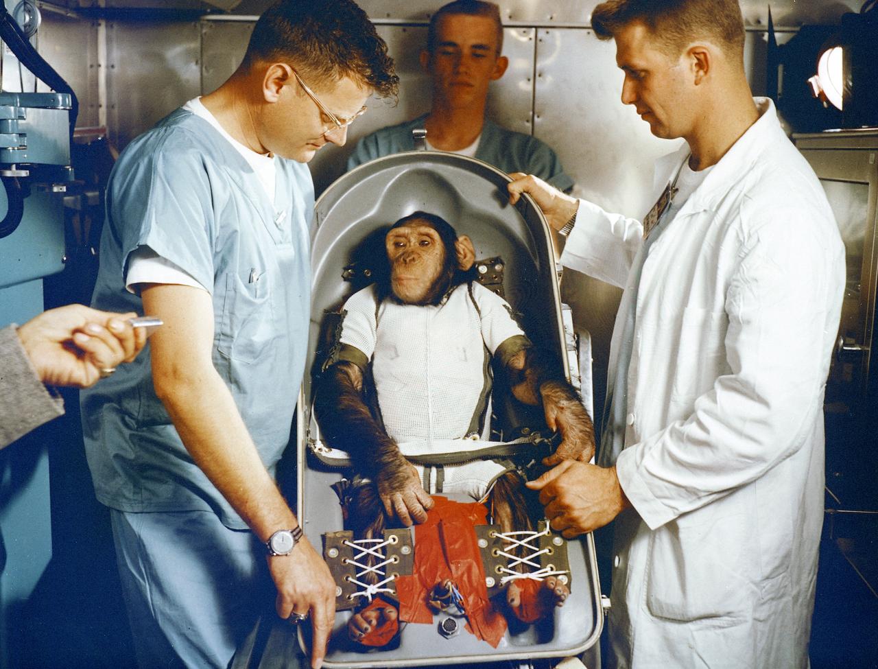 A three-year-old chimpanzee, named Ham, in the biopack couch for the MR-2 suborbital test flight. On January 31, 1961, a Mercury-Redstone launch from Cape Canaveral carried the chimpanzee "Ham" over 640 kilometers down range in an arching trajectory that reached a peak of 254 kilometers above the Earth. The mission was successful and Ham performed his lever-pulling task well in response to the flashing light. NASA used chimpanzees and other primates to test the Mercury Capsule before launching the first American astronaut Alan Shepard in May 1961. The successful flight and recovery confirmed the soundness of the Mercury-Redstone systems. 