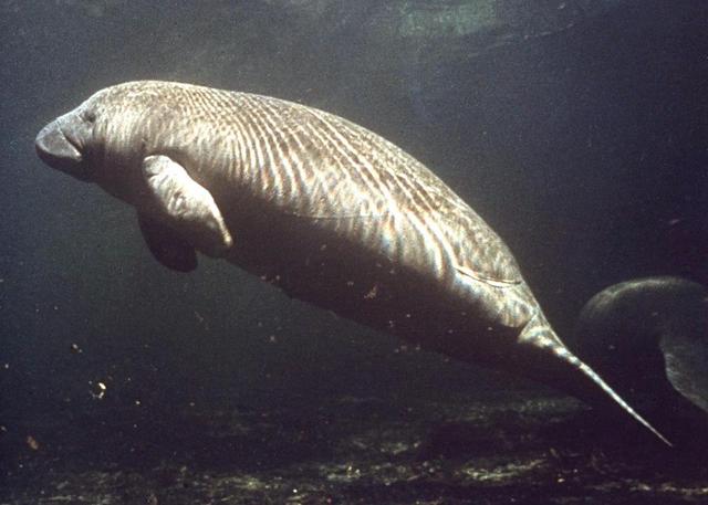 KENNEDY SPACE CENTER, FLA. -- A manatee swims in the water near Kennedy Space Center.