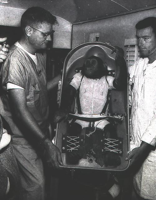 A three-year-old chimpanzee, named Ham, in the biopack couch for the MR-2 suborbital test flight. On January 31, 1961, a Mercury-Redstone launch from Cape Canaveral carried the chimpanzee "Ham" over 640 kilometers down range in an arching trajectory that reached a peak of 254 kilometers above the Earth. The mission was successful and Ham performed his lever-pulling task well in response to the flashing light. NASA used chimpanzees and other primates to test the Mercury Capsule before launching the first American astronaut Alan Shepard in May 1961. The successful flight and recovery confirmed the soundness of the Mercury-Redstone systems.