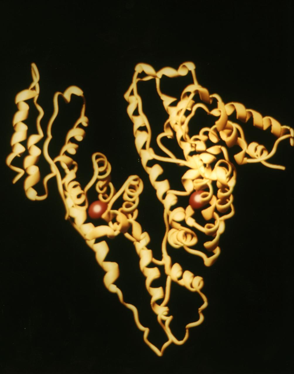 Contributes to many transport and regulatory processes and has multifunctional binding properties which range form various metals, to fatty acids, hormones, and a wide spectrum of therapeutic drugs. The most abundant protein of the circulatory system. It binds and transports an incredible variety of biological and pharmaceutical ligands throughout the blood stream. Principal Investigator was Larry DeLucas.