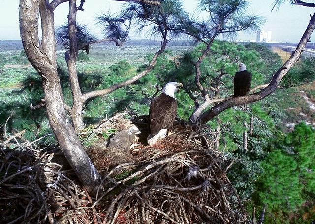 KENNEDY SPACE CENTER, FLA. -- A pair of eagles with two chicks in one of the many nests at Kennedy Space Center.