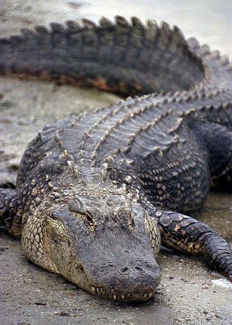 KENNEDY SPACE CENTER, FLA. -- An alligator rests on the bank of a creek in Kennedy Space Center. Alligators are common in the waters of Central Florida, and especially within the Merritt Island National Wildlife Refuge, which is located on Kennedy property.