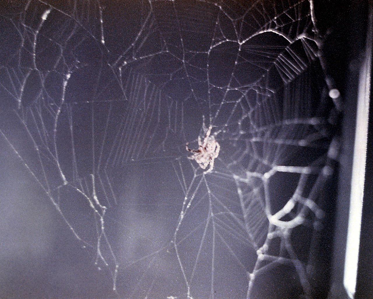 Judith S. Miles of Lexington High School, Lexington, Massachusetts, proposed skylab student experiment ED-52, Web Formation. This experiment was a study of a spider's behavior in a weightless environment. The geometrical structure of the web of the orb-weaving spider provides a good measure of the condition of its central nervous system. Since the spider senses its own weight to determine the required thickness of web material and uses both the wind and gravity to initiate construction of its web, the lack of gravitational force in Skylab provided a new and different stimulus to the spider's behavioral response. Two common cross spiders, Arabella and Anita, were used for the experiment aboard the Skylab-3 mission. After initial disoriented attempts, both spiders produced almost Earth-like webs once they had adapted to weightlessness. This photograph is of Arabella, a cross spider, in her initial attempt at spirning a web. This picture was taken by the crew of the Skylab 3 mission before Arabella adapted to her new environment. 