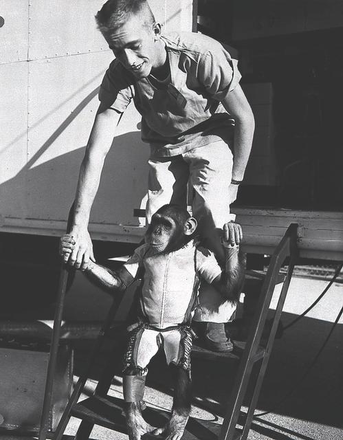 Ham, a three-year-old chimpanzee, in the spacesuit he would wear for the second Mercury- Redstone (MR-2) suborbital test flight in January, 1961. NASA used chimpanzees and other primates to test the Mercury capsule before launching the fisrt American astronaut, Alan Shepard, in May 1961. The Mercury capsule rode atop a modified Redstone rocket, developed by Dr. Wernher von Braun and the German Rocket Team in Huntsville, Alabama.