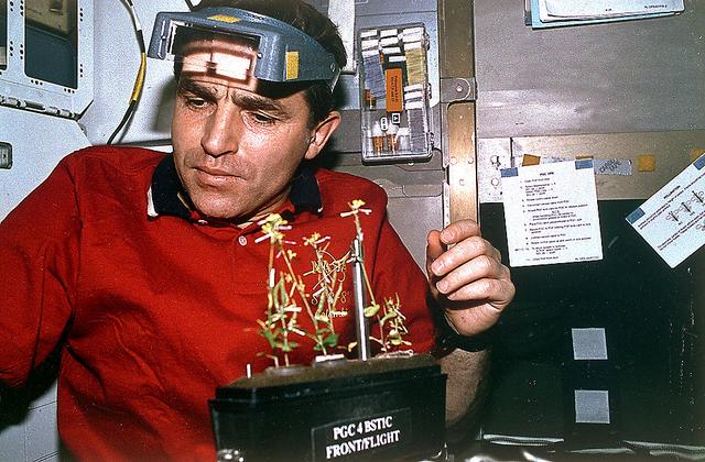 Onboard Space Shuttle Columbia (STS-87) mid-deck, Leonid Kadenyuk, Ukrainian payload specialist, works with the Brassica rapa plants being grown for the Collaborative Ukrainian Experiment (CUE). Kadenyuk joined five astronauts for 16-days in Earth-orbit in support of the United States Microgravity Payload 4 (USMP-4) mission.