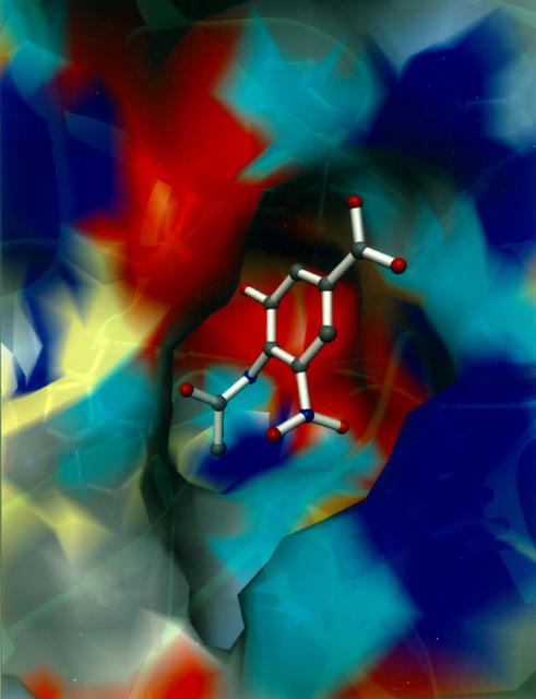 The reproduction process of all strains of influenza are dependent on the same enzyme neuraminidase. Pharmaceutical companies have been developing drugs that can inhibit the function of neuraminidase hoping to create an effective weapon against the flu. Researchers from the pharmaceutical industry and from the Center for Macromolecular Crystallography have grown crystals of neuraminidase in space. These improved, space-grown crystals have provided information that have helped design drugs which form a stronger interaction with the enzyme. These drugs inhibit neuraminidase by attaching themselves to the enzyme. Since the drugs are less likely to detach from the enzyme, they are more effective, require smaller dosages, and have fewer side effects. Shown here is a segmented representation of the neuraminidase inhibitor compound sitting inside a cave-like contour of the neuraminidase enzyme surface. This cave-like formation present in every neuraminidase enzyme is the active site crucial to the flu's ability to infect. The space-grown crystals of neuraminidase have provided significant new details about the three-dimensional characteristics of this active site thus allowing researchers to design drugs that fit tighter into the site. Principal Investigator: Dr. Larry DeLucas