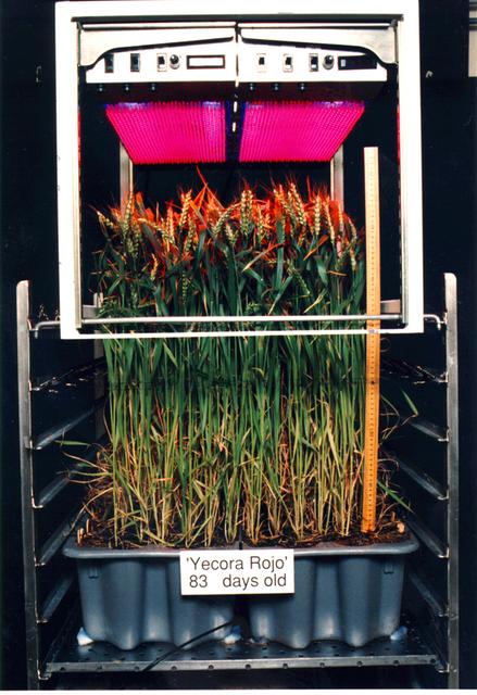 Astroculture is a suite of technologies used to produce and maintain a closed controlled environment for plant growth. The two most recent missions supported growth of potato, dwarf wheat, and mustard plants, and provided scientists with the first opportunity to conduct true plant research in space. Light emitting diodes have particular usefulness for plant growth lighting because they emit a much smaller amount of radiant heat than do conventional lighting sources and because they have potential of directing a higher percentage of the emitted light onto plants surfaces. Furthermore, the high output LED's have emissions in the 600-700 nm waveband, which is of highest efficiency for photosynthesis by plants.