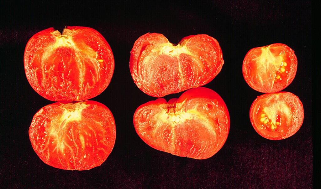 BioServe researcher Dr. Yi Li first flew plant experiments on board STS-63. Li discovered that exposure to microgravity increased a particular hormone concentration in plants. Since that time, Li has been able to manipulate this phenomenon and grow fruits, such as tomatoes, that overproduce the hormone, and these plants bear larger seedless fruit in the absence of pollination.